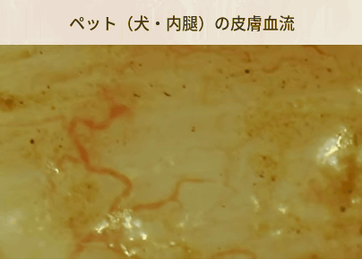 ペット（犬・内耳）の皮膚血流